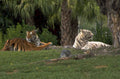 tigers palm trees 1980s 1990s A4 Photo Print