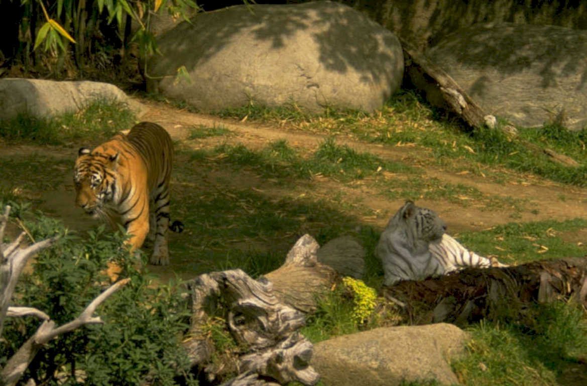 tigers san diego 1980s 1990s A4 Photo Print