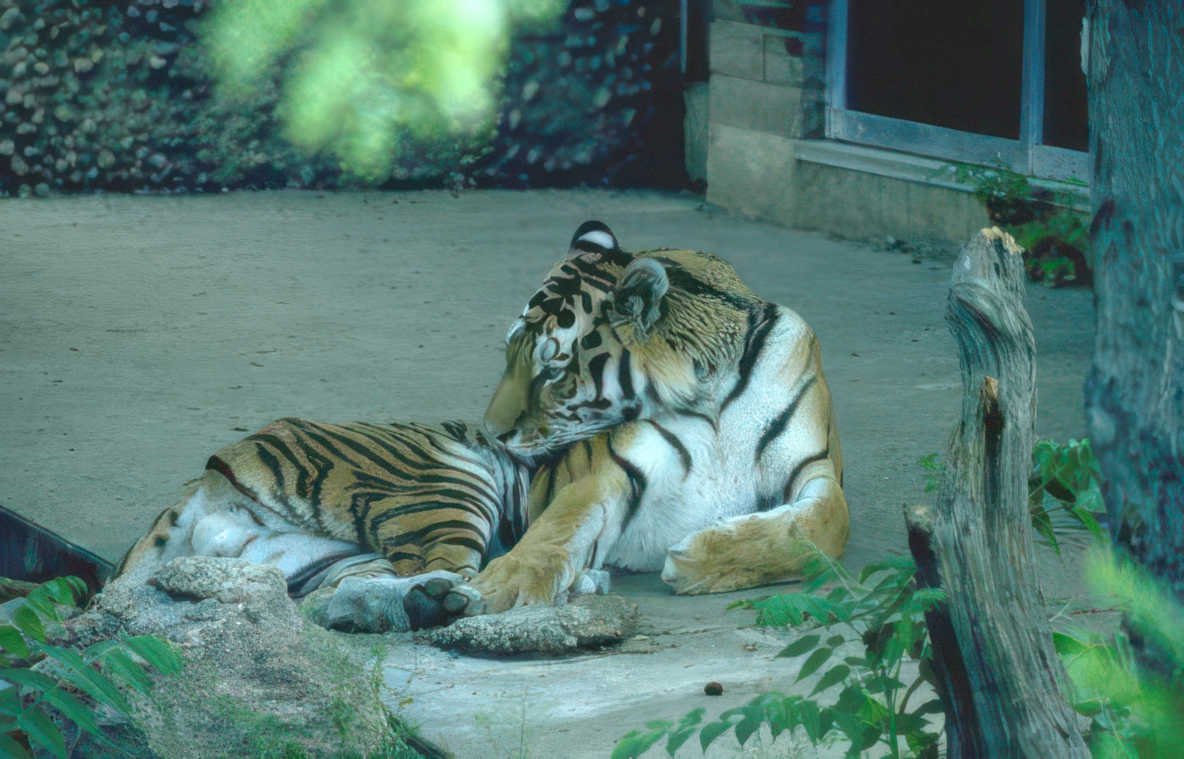 tigers zoo Vintage A4 Photo Print