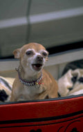 tiny dog red 1980s 1990s A4 Photo Print