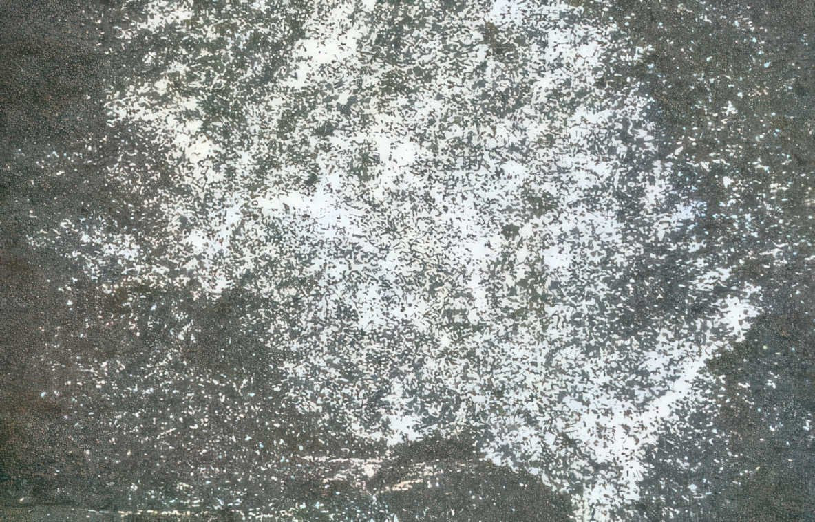 tissue sample histology Vintage A4 Photo Print