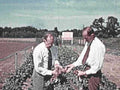 tomato research plants1980s 1990s A4 Photo Print