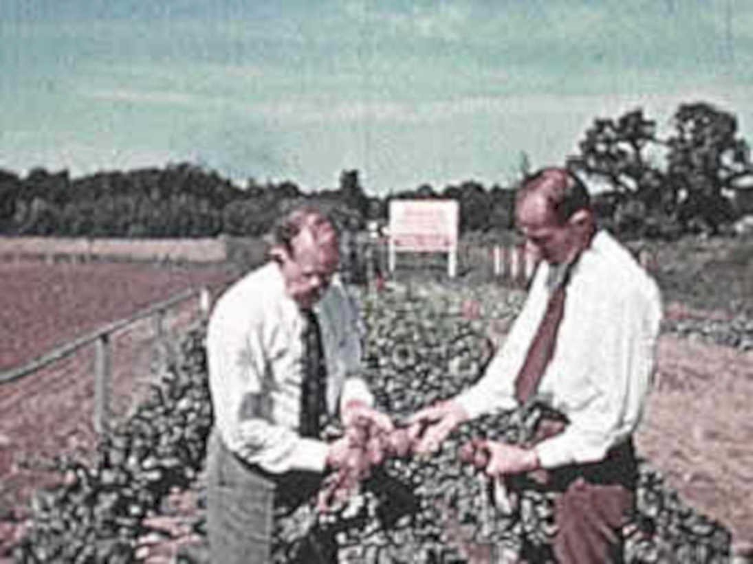 tomato research plants1980s 1990s A4 Photo Print
