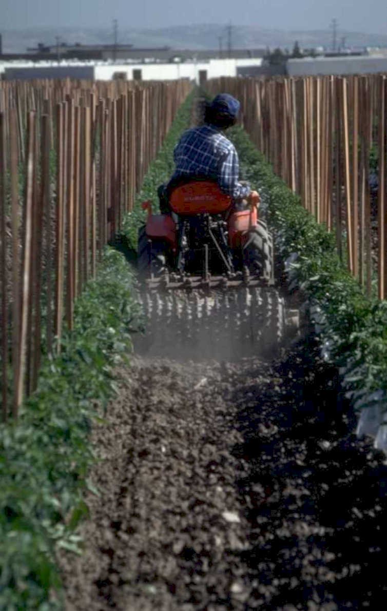 tomato tractor cultivation 1980s 1990s A4 Photo Print