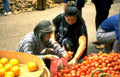 tomatoes citrus people Vintage A4 Photo Print