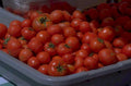 tomatoes harvest tray 1980s 1990s A4 Photo Print