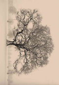 tone Oak Richmond upon Thames Surrey A4 Photo Print