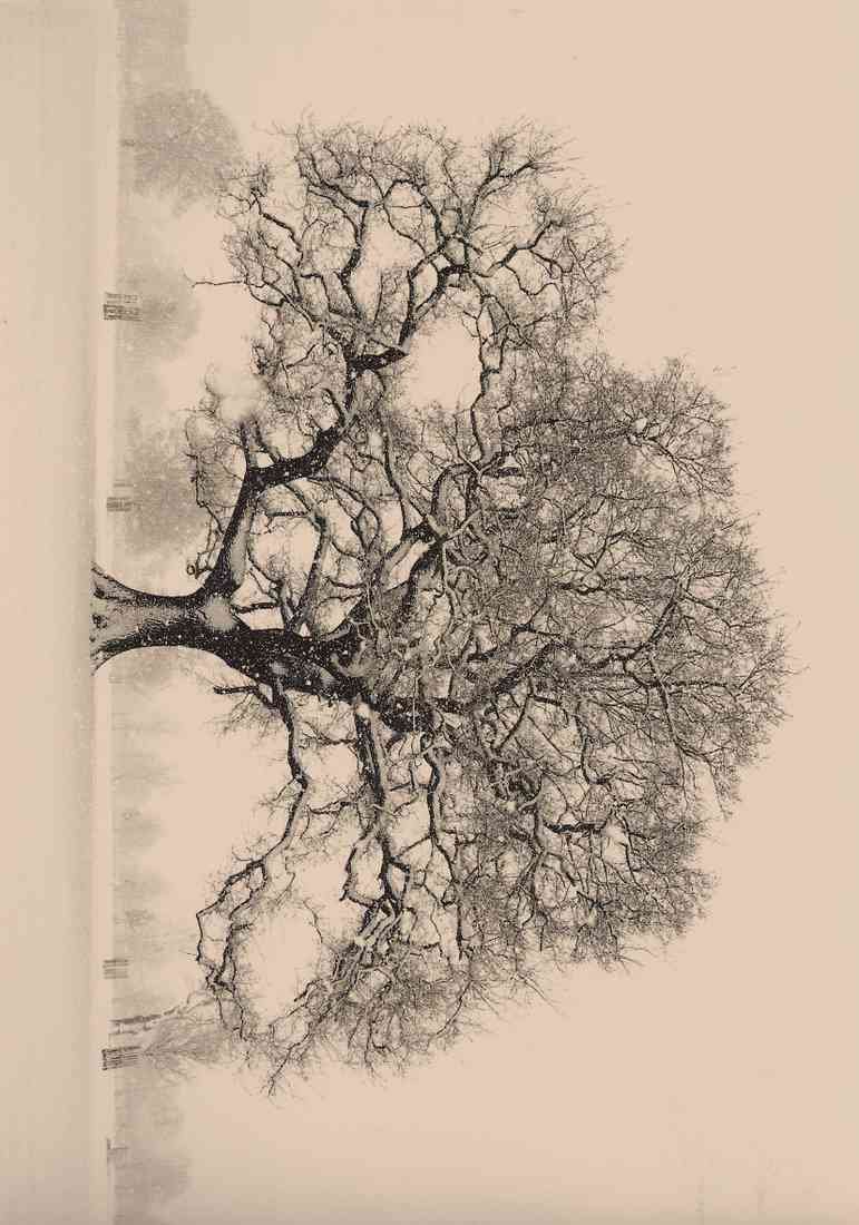 tone Oak Richmond upon Thames Surrey A4 Photo Print