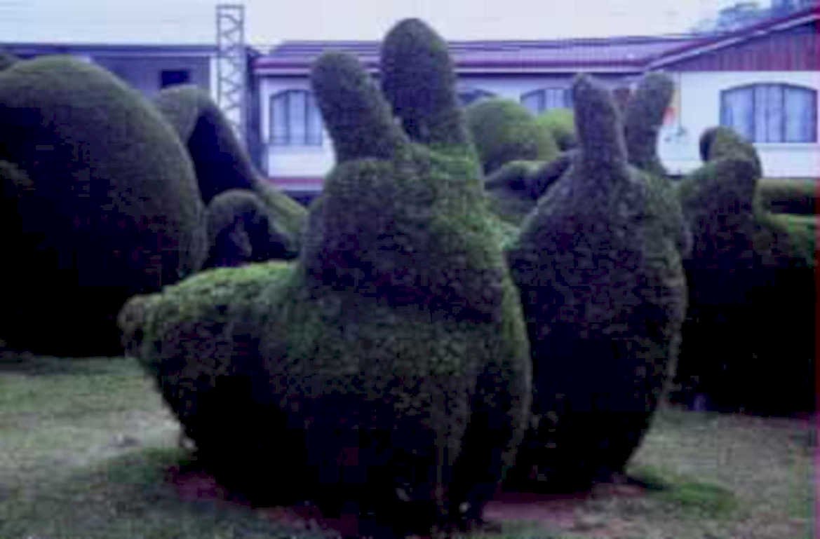 topiary rabbits garden1980s 1990s A4 Photo Print