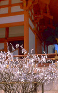torii gate ema 1980s 1990s A4 Photo Print