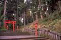 torii gate shrine 1980s 1990s A4 Photo Print