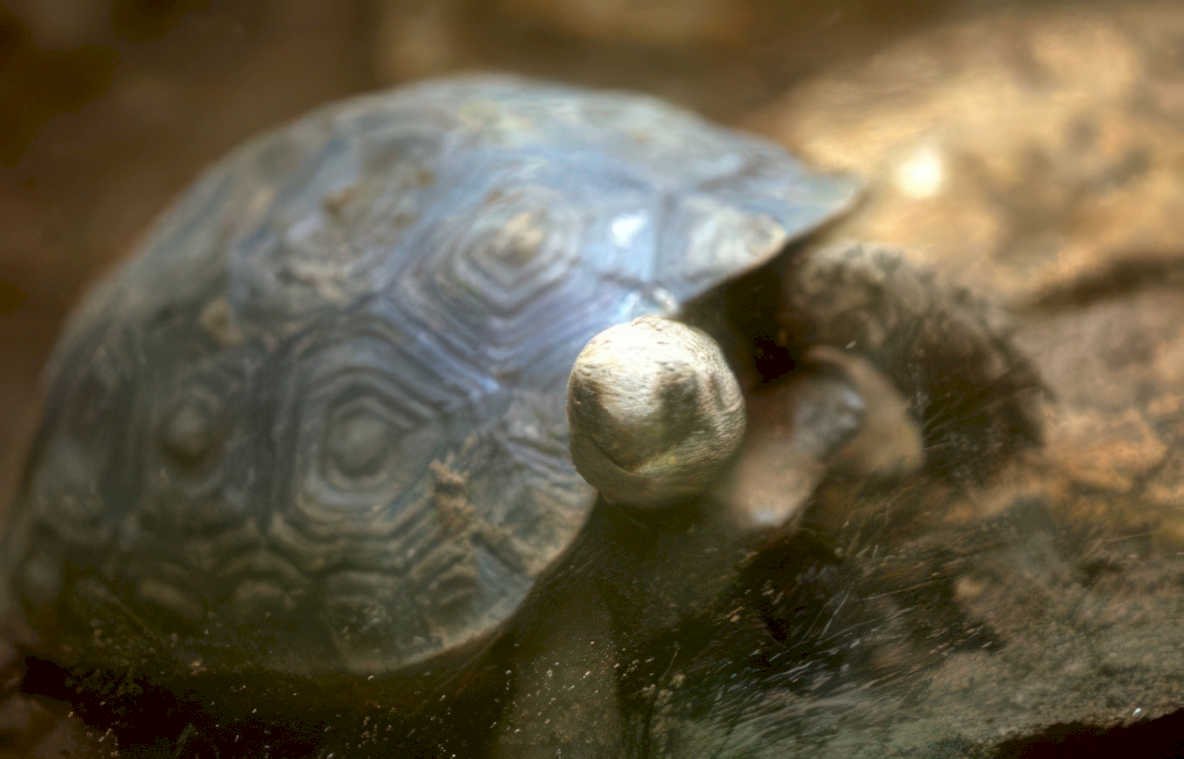 tortoise shell detail Vintage A4 Photo Print