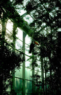 toucan glasshouse birds Vintage A4 Photo Print