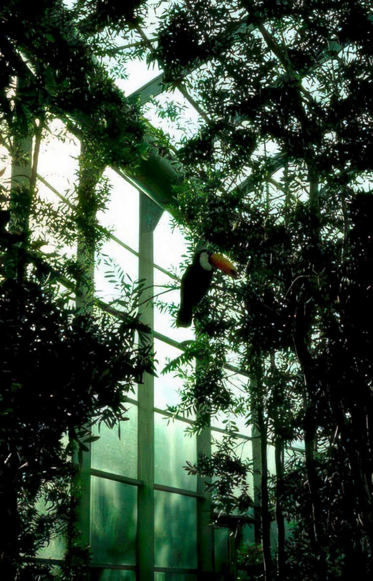toucan glasshouse birds Vintage A4 Photo Print