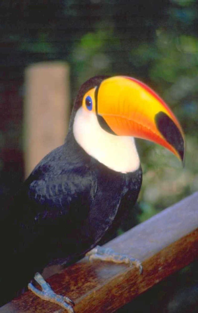 toucan portrait nature 1980s 1990s A4 Photo Print