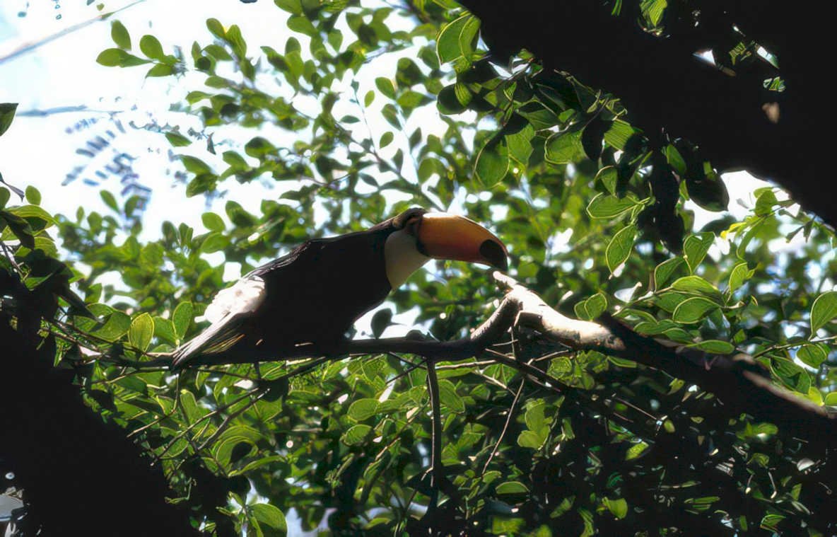 toucan rainforest branch Vintage A4 Photo Print