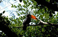 toucan rainforest keelbill Vintage A4 Photo Print