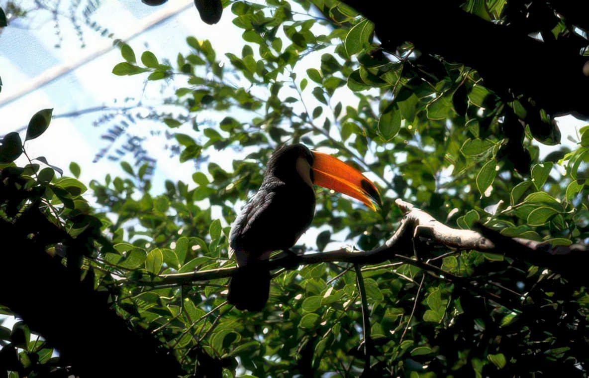 toucan rainforest keelbill Vintage A4 Photo Print