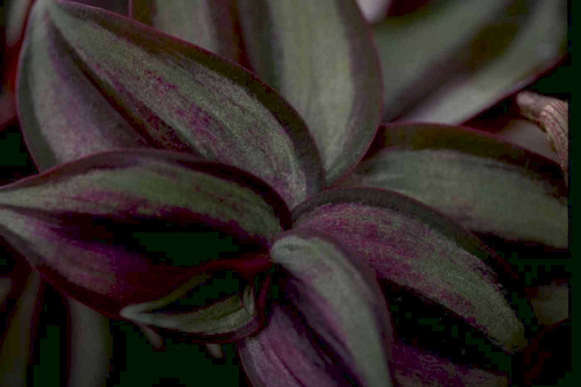 tradescantia pallida purpurea Tropical Plant 1980s A4 Photo Print
