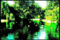 tranquil lake ducks Vintage A4 Photo Print