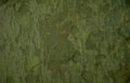 tree bark patterns Vintage A4 Photo Print