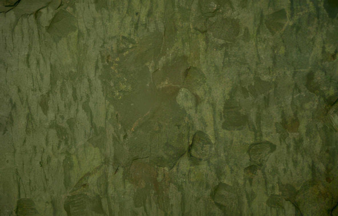 tree bark patterns Vintage A4 Photo Print