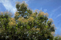 tree blossoms sky 1980s 1990s A4 Photo Print