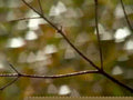 tree branches autumn1980s 1990s A4 Photo Print