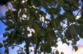 tree canopy evening 1980s 1990s A4 Photo Print
