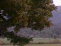 tree canopy hills1980s 1990s A4 Photo Print
