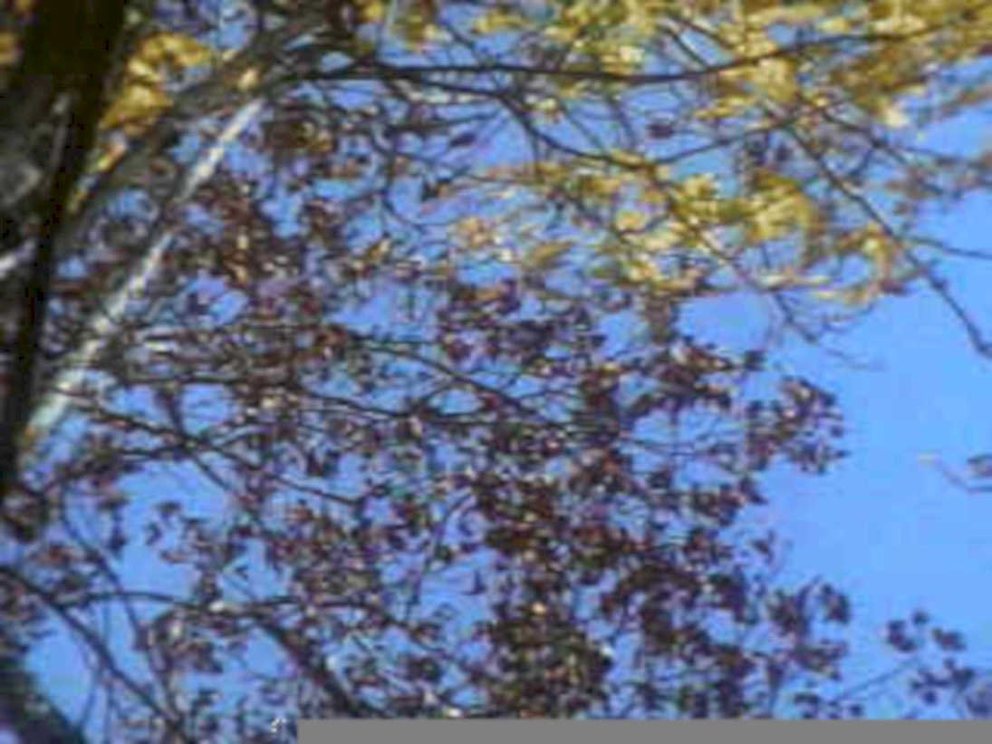tree canopy leaves1980s 1990s A4 Photo Print