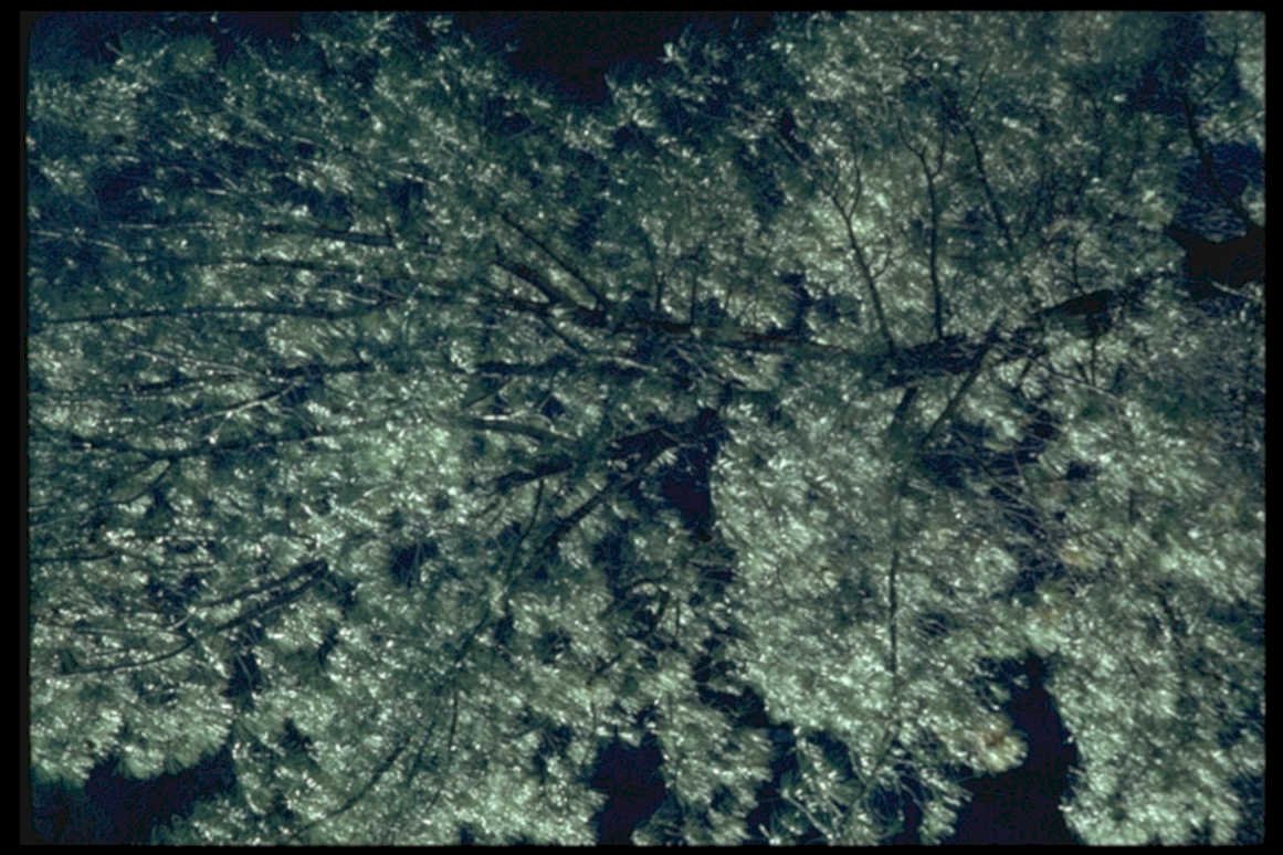 tree canopy night1980s 1990s A4 Photo Print