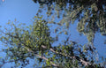 tree canopy pine Vintage A4 Photo Print