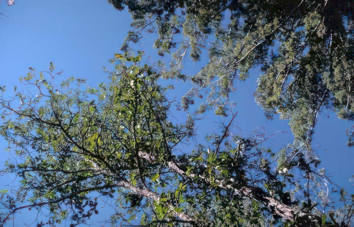 tree canopy pine Vintage A4 Photo Print