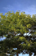 tree canopy sky Vintage A4 Photo Print
