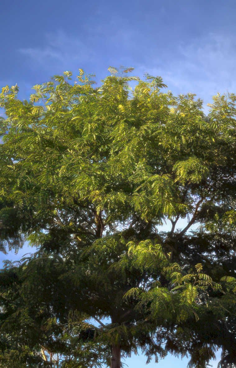 tree canopy sky Vintage A4 Photo Print