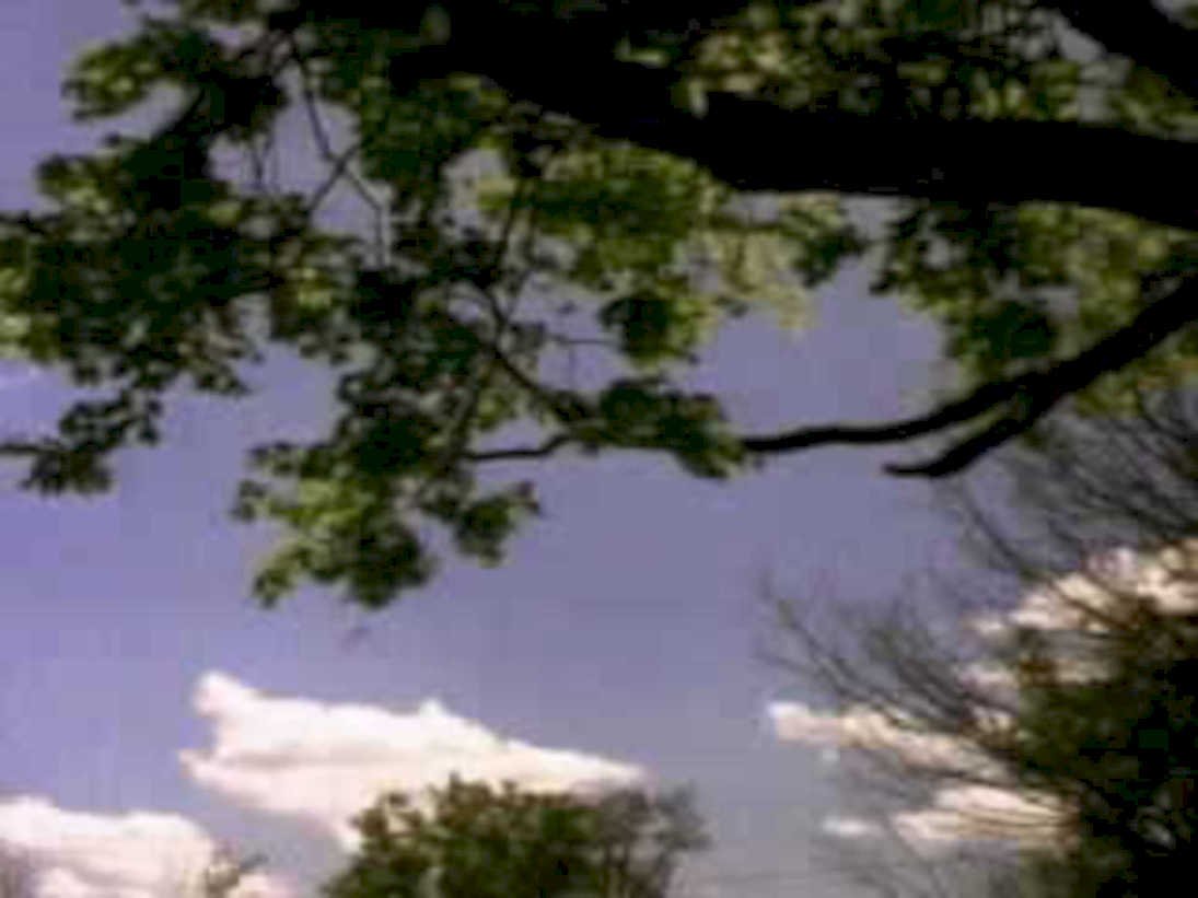 tree canopy sky1980s 1990s A4 Photo Print
