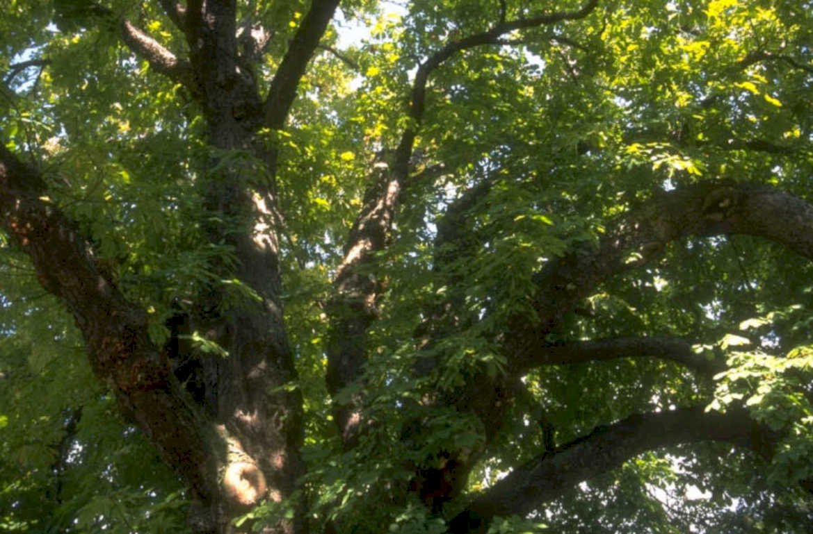 tree canopy summer 1980s 1990s A4 Photo Print