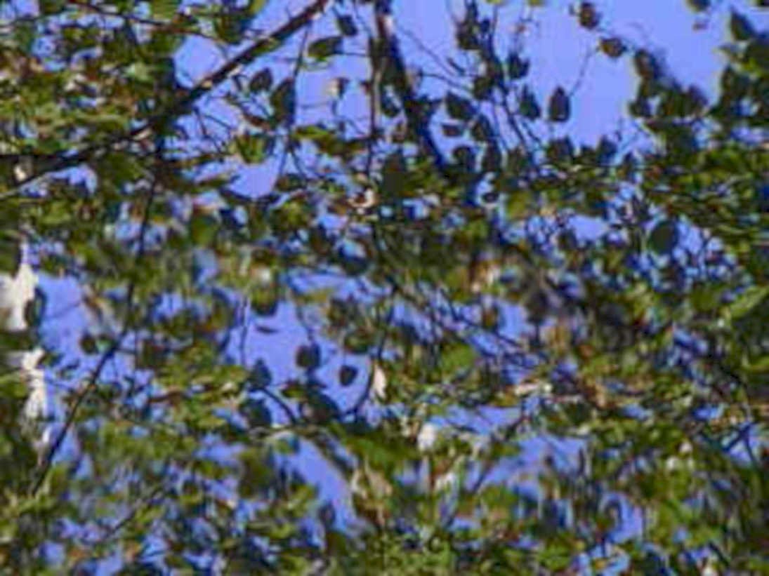 tree canopy summer1980s 1990s A4 Photo Print