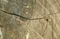 tree cross section Vintage A4 Photo Print