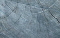 tree crosssection gray Vintage A4 Photo Print