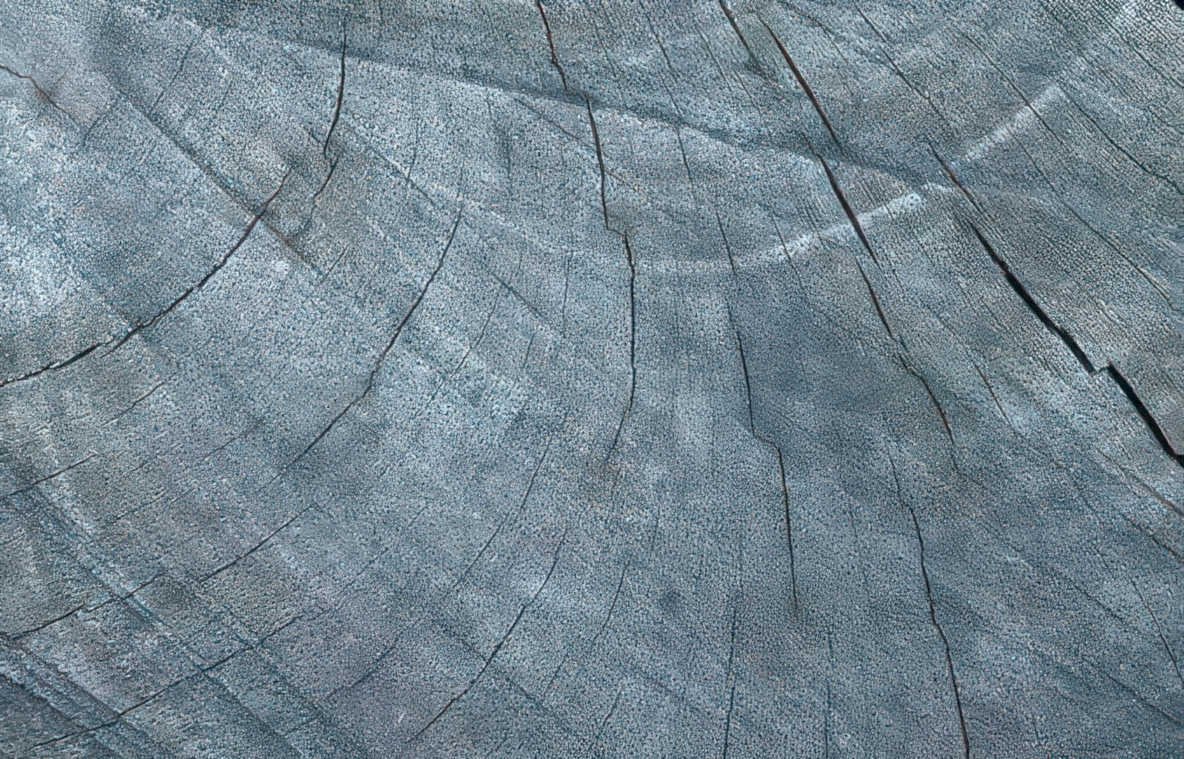 tree crosssection gray Vintage A4 Photo Print