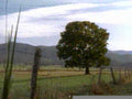 tree field mountains1980s 1990s A4 Photo Print