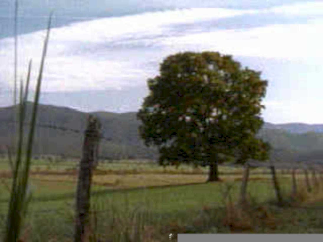 tree field mountains1980s 1990s A4 Photo Print
