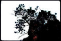 tree sky night Vintage A4 Photo Print