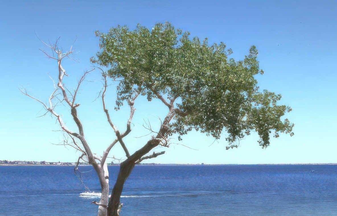 tree sky ocean Vintage A4 Photo Print