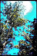 tree sky sunflare Vintage A4 Photo Print