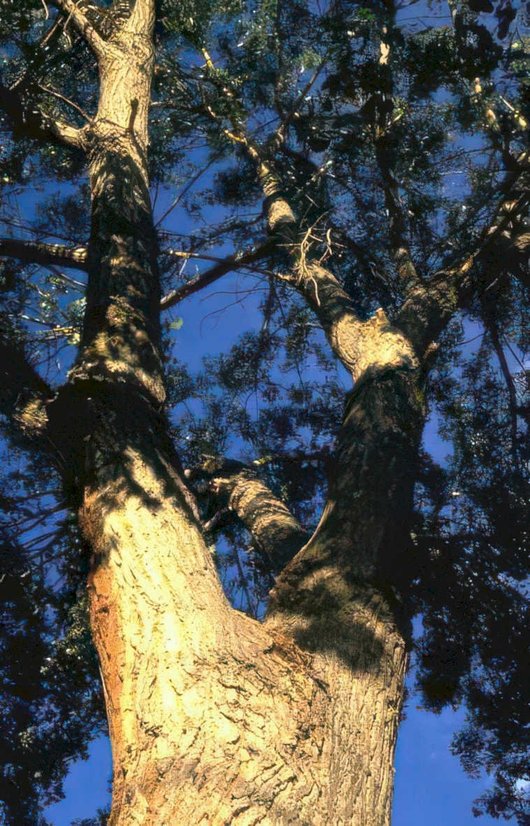 tree trunk cedar Vintage A4 Photo Print
