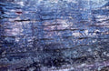 treebark bluepurple lichen1980s 1990s A4 Photo Print