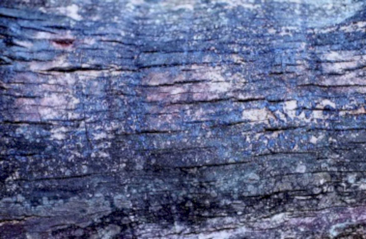 treebark bluepurple lichen1980s 1990s A4 Photo Print
